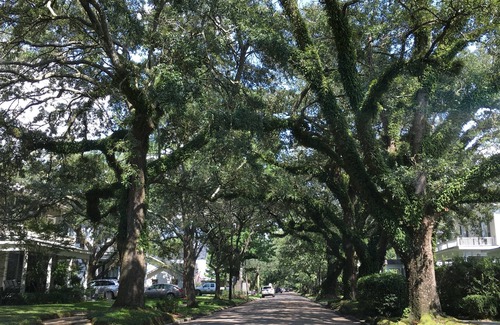 Mobile Cabaña | Cozy cottage minutes from downtown Mobile, Top Golf, Bel Air Mall, and more .