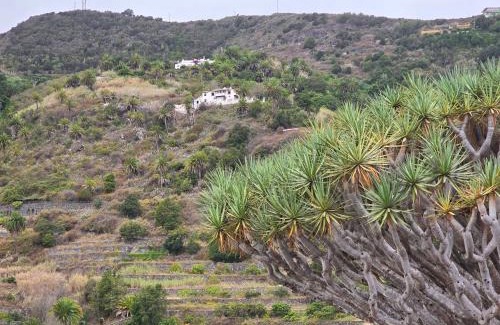 El Guincho Apartamento | Cozy Izan Drago Apartment in Icod de los Vinos