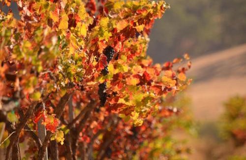 Paso Robles Casa | Crafty Oak House