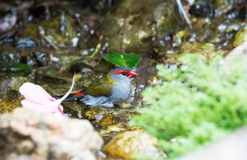 Lake Eacham Complejo | Crater Lakes Rainforest Cottages