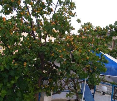 Agia Pelagia Apartamento | Creta Sun Hotel Studios