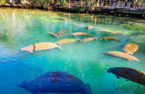 Crystal River Casa | Crystal River Retreat with Salt Water Pool