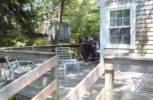 South Chatham Casa | Cute Cottage - Half Mile to Nantucket Sound!
