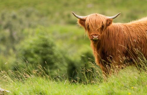 Spittal of Glenshee Casa | Dalmunzie Castle Hotel
