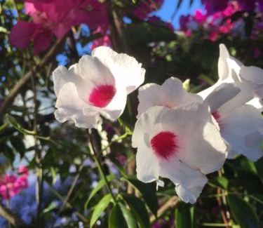 Darling Casa | Darling Lodge Guest House