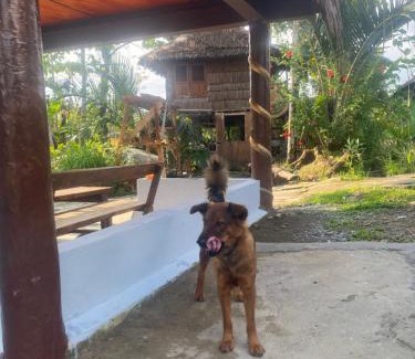 Bohorok Casa | Darma Homestay