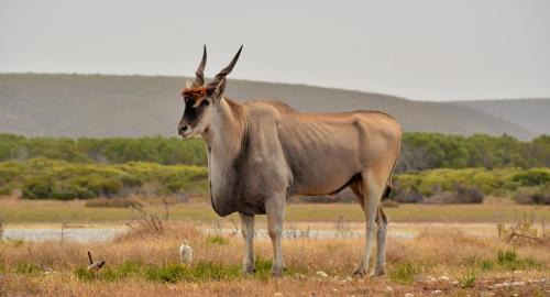 Overberg Complejo | De Hoop Collection - Opstal Houses
