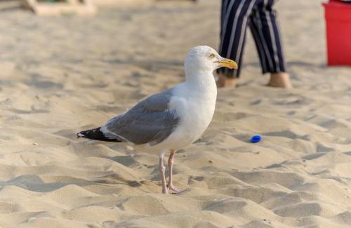 Municipality of Katwijk Apartamento | De Noordzeekrab