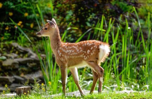 Abbess Roding Casa | Deer Cottage 2 Uk39332