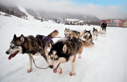 Deer Lake Hotel | Deer Lake Horizon Hotel