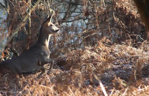 Wimborne Casa | Deer Lodge
