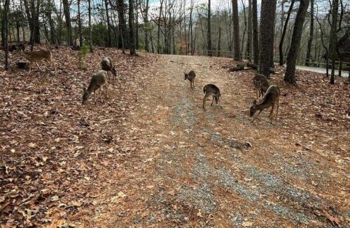 Ellijay Casa | DeerWoodsLodge DOT com-Ellijay Coosawattee River-Sleeps 16-ARCADE-Hot Tub-Fire Pit-Winery's