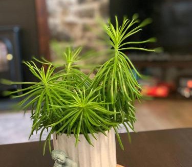 Dartmoor Forest Apartamento | Delightful Dartmoor Apartment