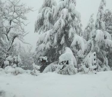 Shimla Casa | Deodar Hilltop Homestay