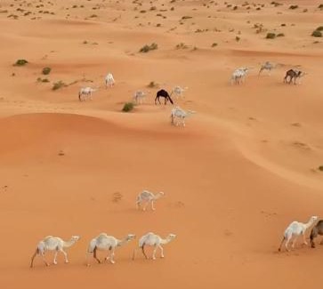 Bidiya Otro | Desert Diamond Private Camp