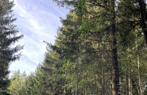 Dahlem Apartamento | Designer apartment in the middle of nature in Dahlem