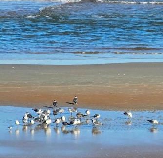 East Daytona Apartamento | Direct Oceanfront With Balcony