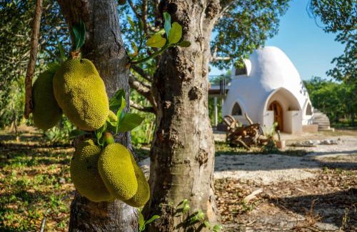 Chiquilá Otro | Dome @Jackfruit Jungle Paradise