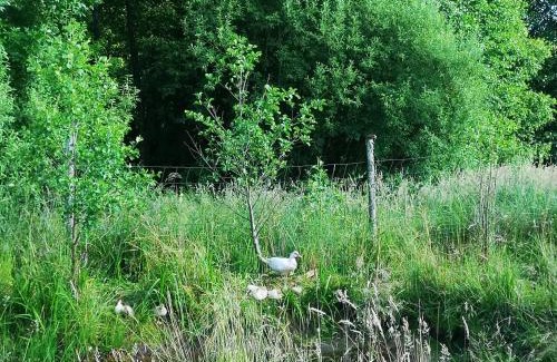 Jezewo Stare Casa | Domek na łące