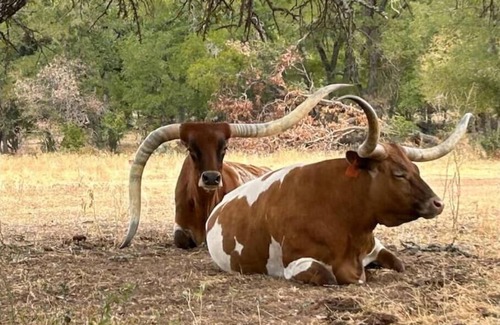 Llano County Cabina | Down Horn Ranch-Raylee cabin