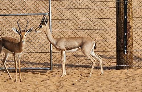 Oman Otro | Dream Desert Camp