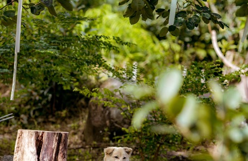 Don Duong Cabina | Du An Garden Retreat Forest