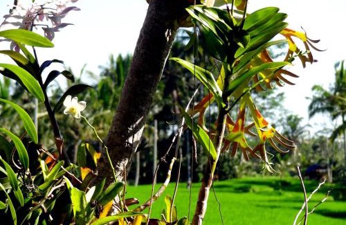 Kenderan Casa | Dukuh Village Villas & Art