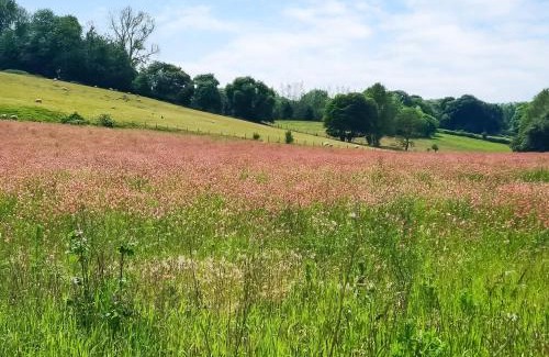 Stalisfield Casa | Dunnock - Uk50146