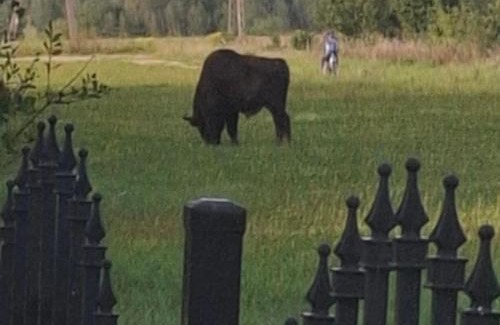 Bialowieza Casa | Dwór Na Otulinie