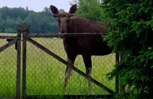 Bialowieza Casa | Dwór Na Otulinie