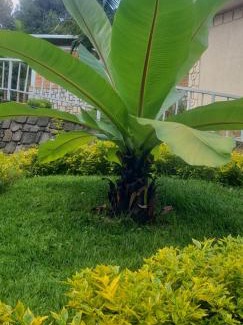 Gisakura Casa | EAR KEN BARHAM GUESTHOUSE