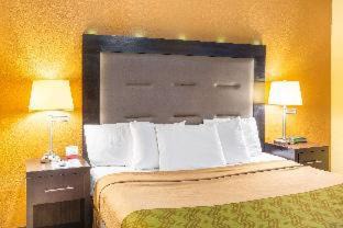 Chinchilla Cabina | Econo Lodge Clarks Summit - Scranton