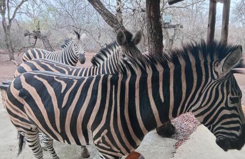 Marloth Park Hotel | Elephant memories safari lodge