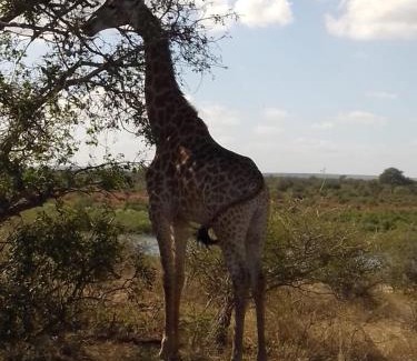 Marloth Park Hotel | Elephant memories safari lodge