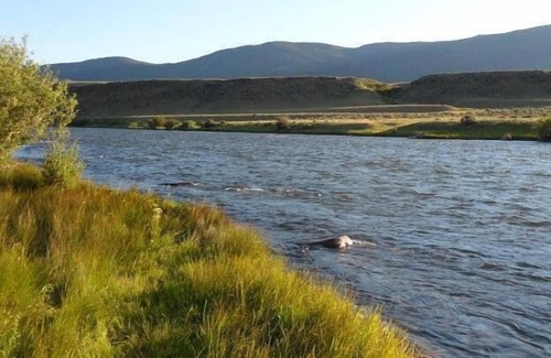 Cameron Casa | Elk View Lodge con río Madison Acceso zona de Yellowstone