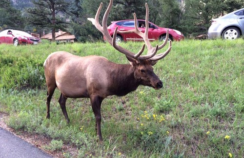 Estes Park Casa | Elkhorn Condo by Rocky Mountain Resorts- #3262