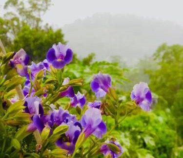 Bandarawela Hotel | Ella Mist Bungalow