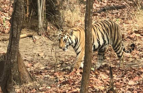 Umaria Complejo | Emerald Tiger Retreat