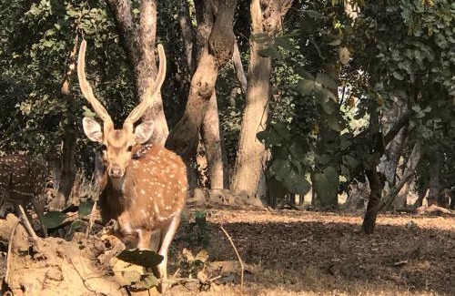 Umaria Complejo | Emerald Tiger Retreat