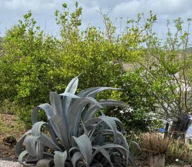 Curacao Casa | Energia di Trupial