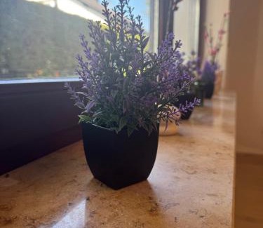 Freudenstadt Apartamento | Erdgeschosszauber