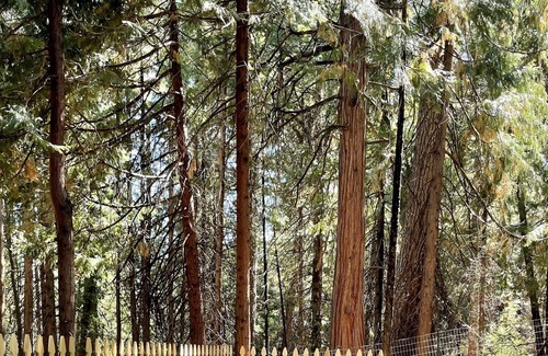 Pollock Pines Casa | Escape to Nature! Charming Tranquil Cabin w/ Hot Tub!
