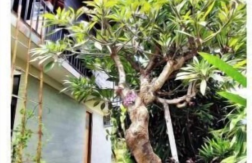 Kalisada Apartamento | Ethnic, Beach, peaceful, Spacious, Fun