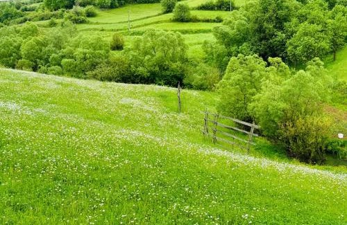 Bogdan Voda Casa | Evenimente Edelweiss