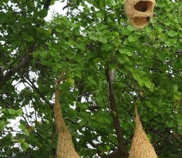 Buttala Cabina | Exciting Tree house and 2 Chalets, Spring valley farm stay Buttala, Okkampitiya