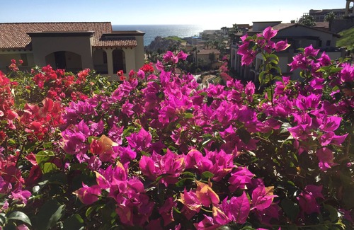Paraíso Escondido Apartamento | Executive Suite in amazing Cabo San Lucas with Ocean Views.
