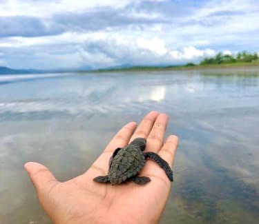 Canas Otro | Explorer Isla Cañas