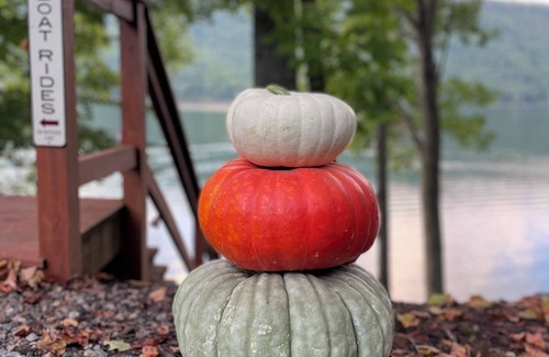 Butler Cabina | Fall for Lakefront Bear Cub Cabin on Watauga Lake