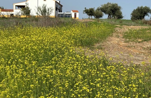 Moura Villa | Family house in the countryside with pool. Near Monsaraz and Lake Alqueva