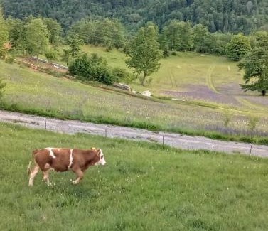 Montenegro Casa | Family owned self sufficient ECO farm TARA